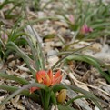 Little Princess Wildflower Tulip